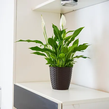 Apartment Floral Zadar