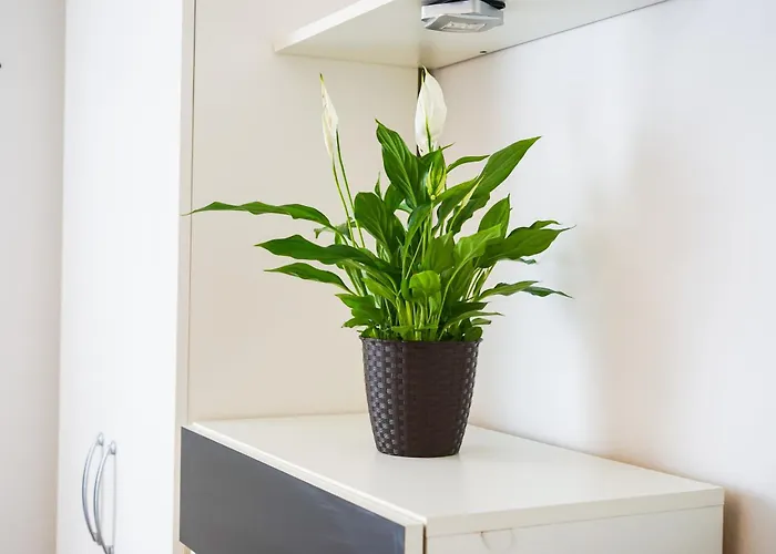 Lägenhet Floral Zadar